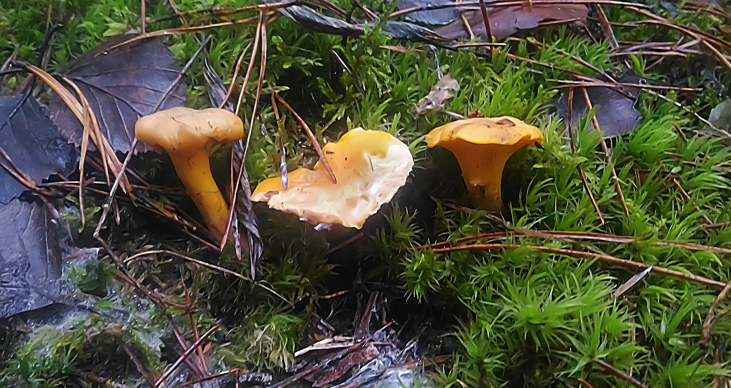 Лисички грибы Брянск