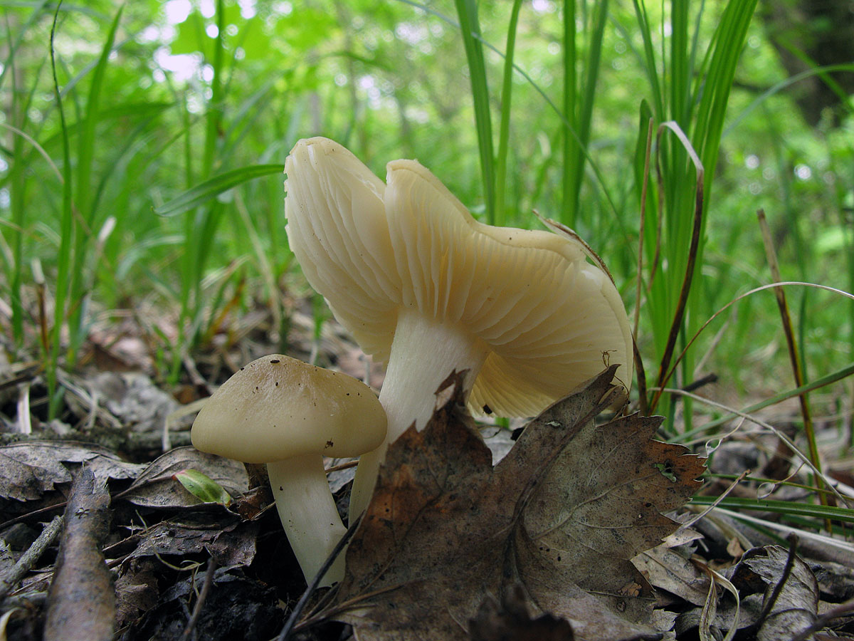 Весенние грибы съедобные в апреле мае с фото