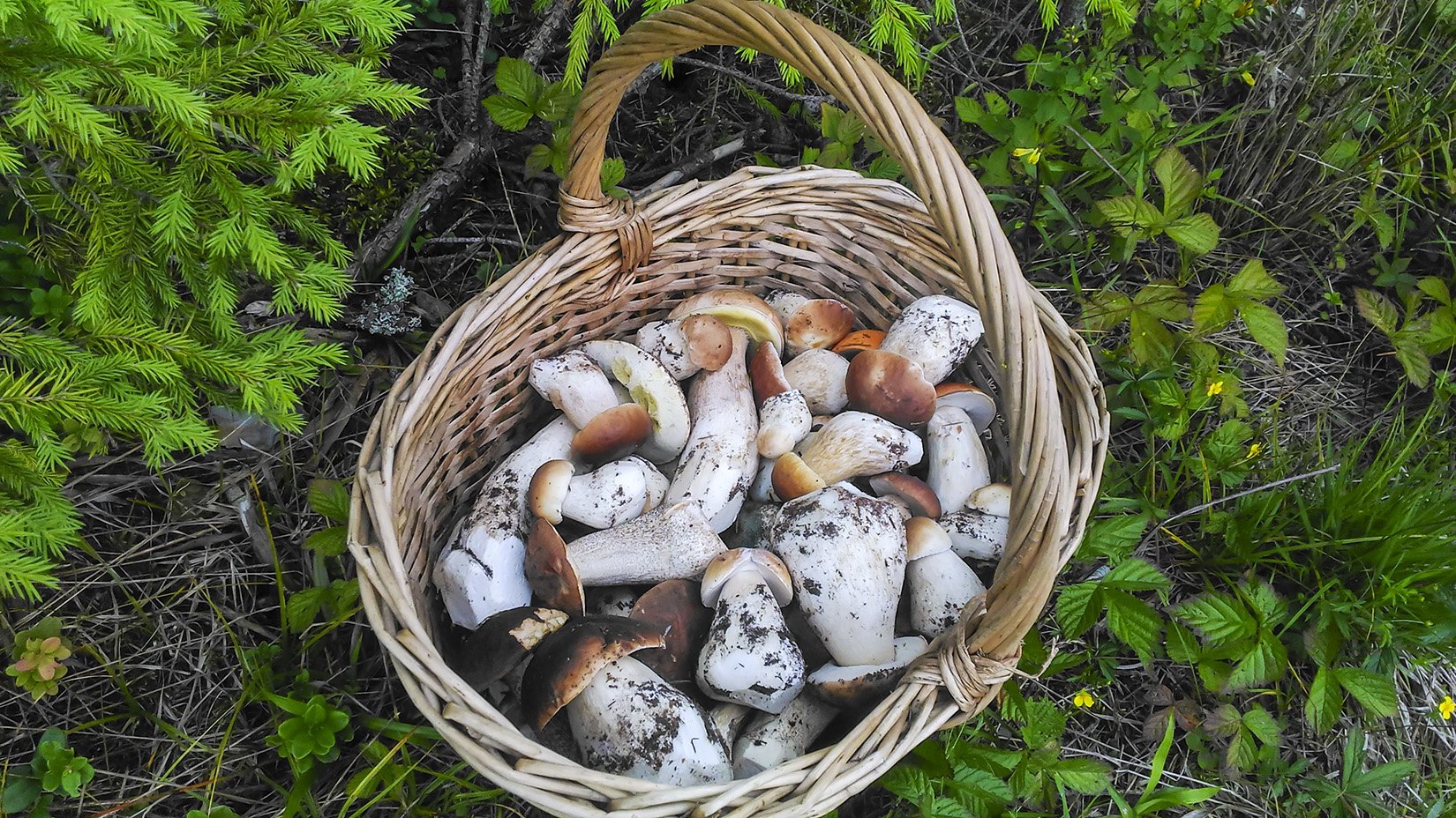 Весенние грибы съедобные