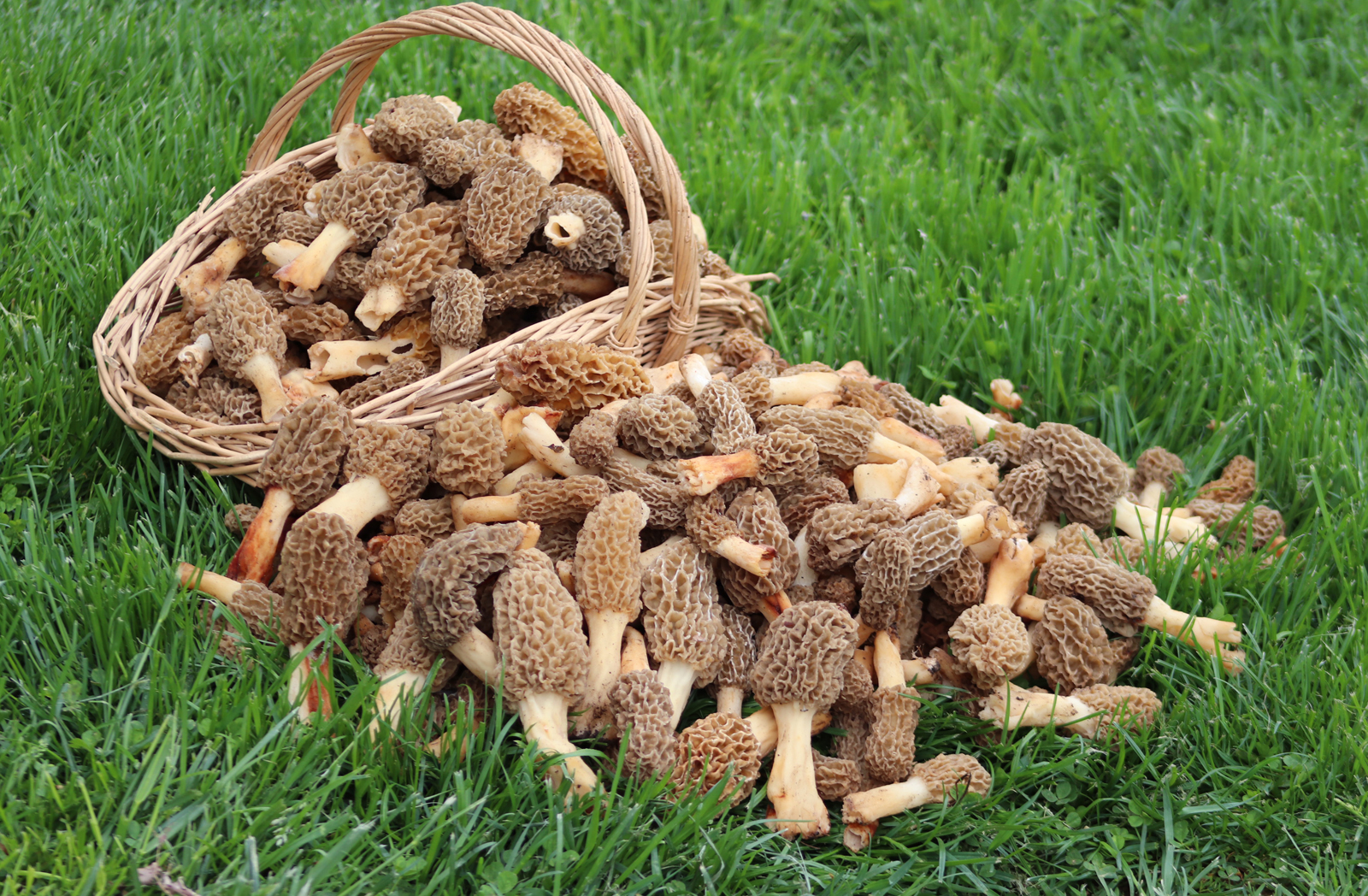 Съедобные грибы Баварии