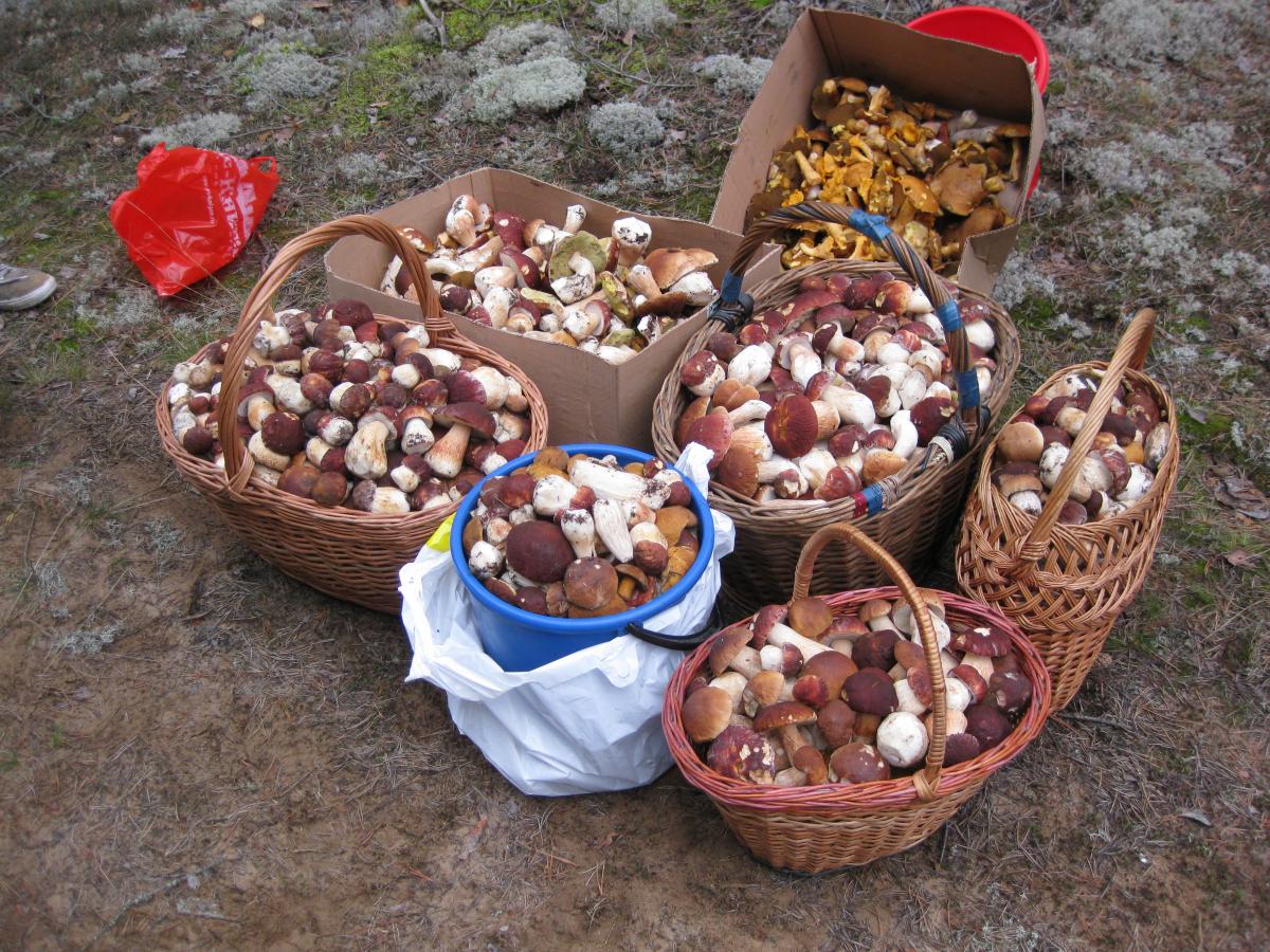 Какие грибы собирают в апреле. Сбор грибов в Карелии 2023. Грибы в Карелии 2023. Урожай грибов. Карелия грибы и ягоды.