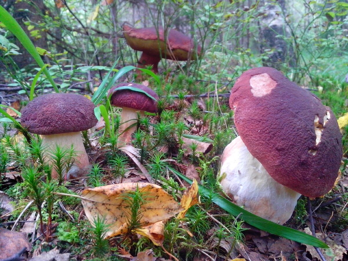 Колосовики грибы
