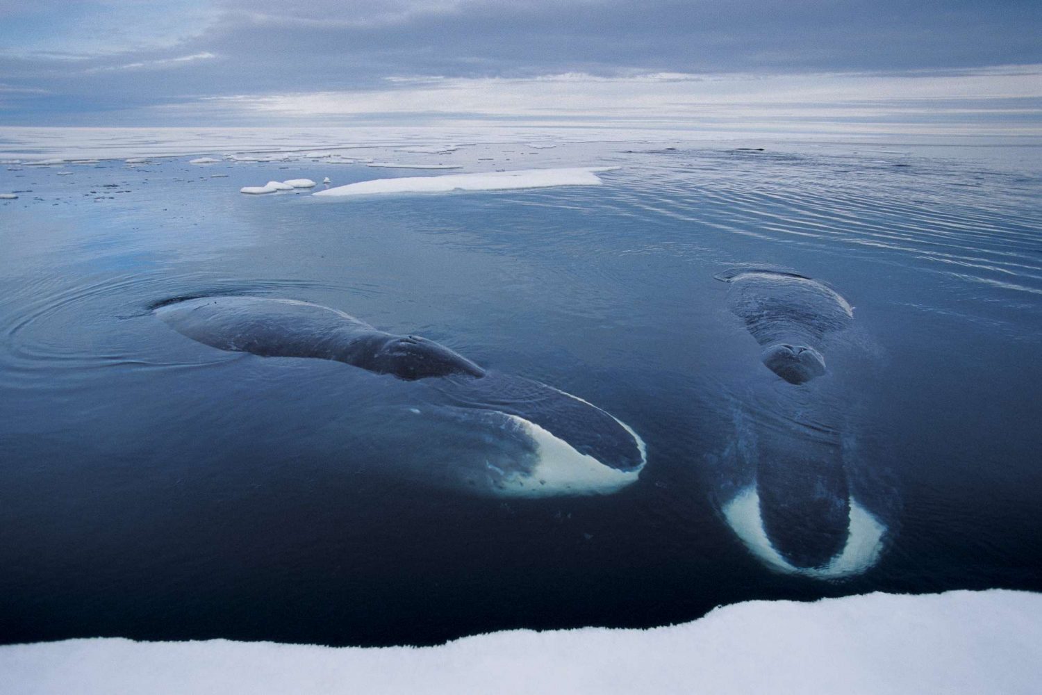 Гренландские киты русская Арктика