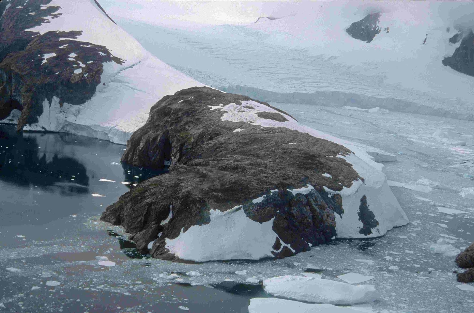 Черные лишайники в Антарктиде