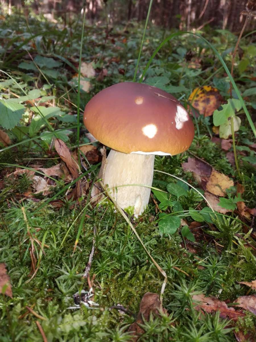 Съедобные грибы средней полосы