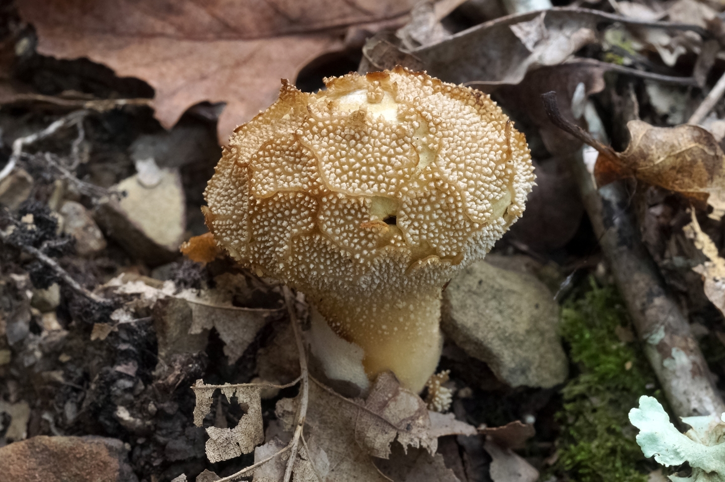 Осенние грибы Кубани