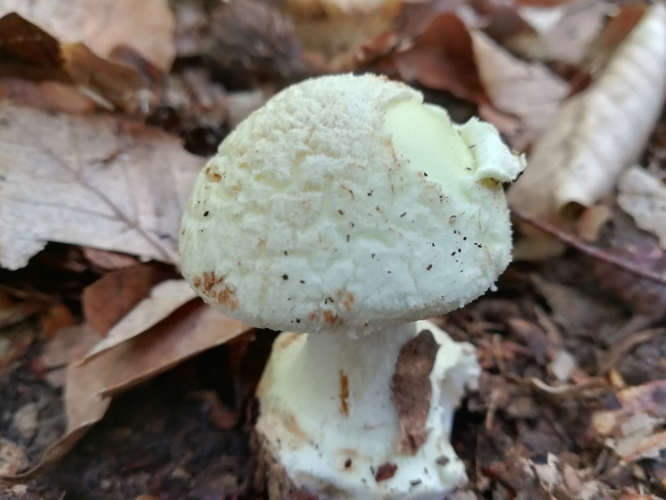 Весенние грибы краснодарского края фото и описание