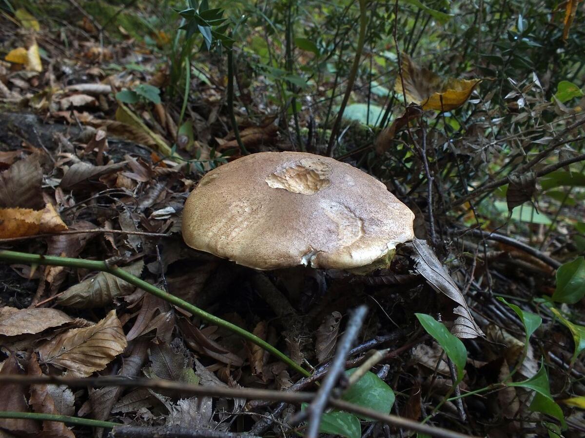 Тонкий опасный гриб в Адыгеи