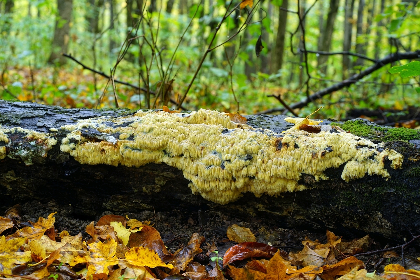 Древесные грибы Краснодарского края