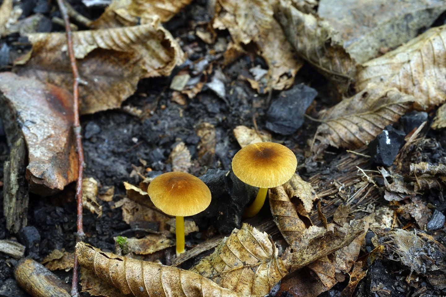 Несъедобные грибы Краснодарского края