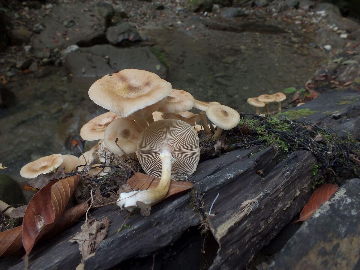 Ядовитые грибы краснодарского. Ядовитые грибы Краснодарского края. Ядовитые грибы Адыгеи. Опасные грибы Краснодарского края. Полевые грибы Краснодарского края.
