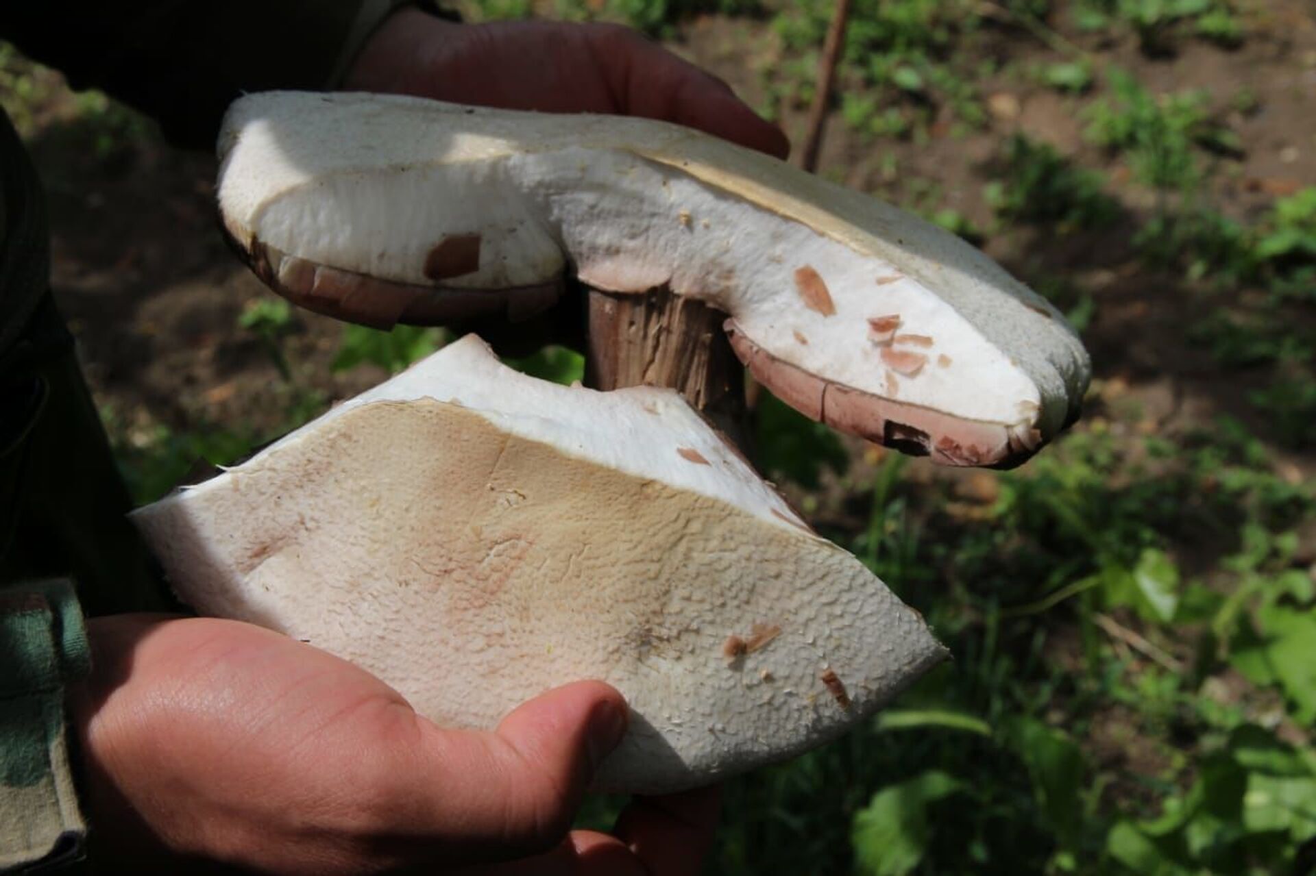 Съедобные грибы Осетии
