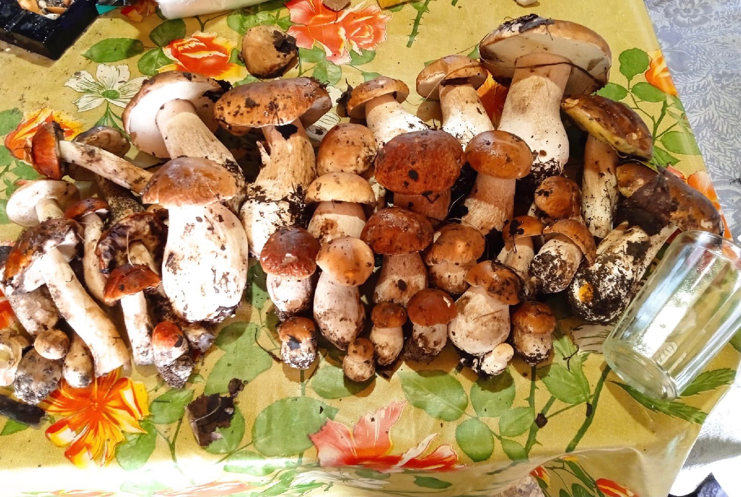 Костромские грибы
