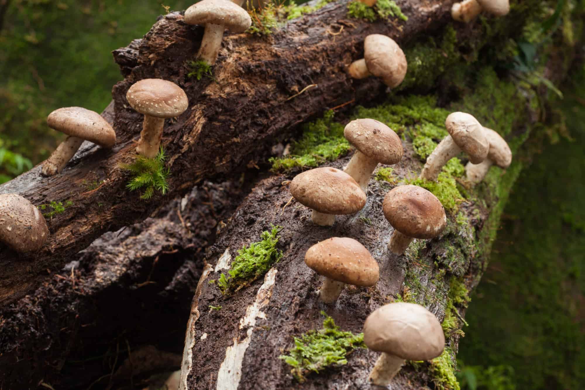 Китайские грибы шиитаке фото