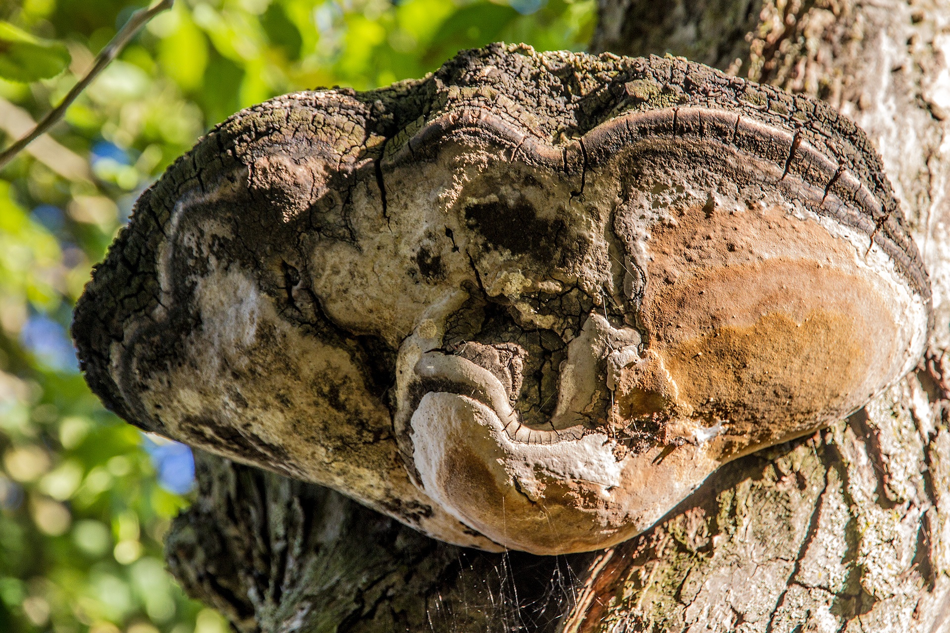 Губчатые грибы на дереве