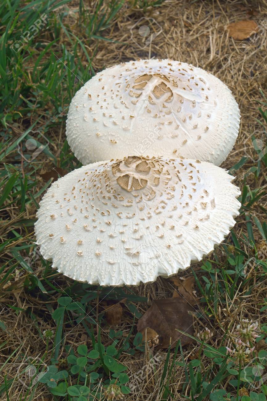 Parasole уникальный гриб