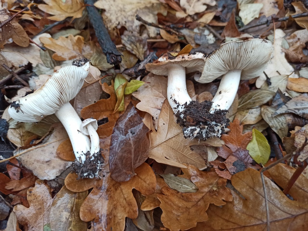 Белый гриб из лесополосы Тополиной
