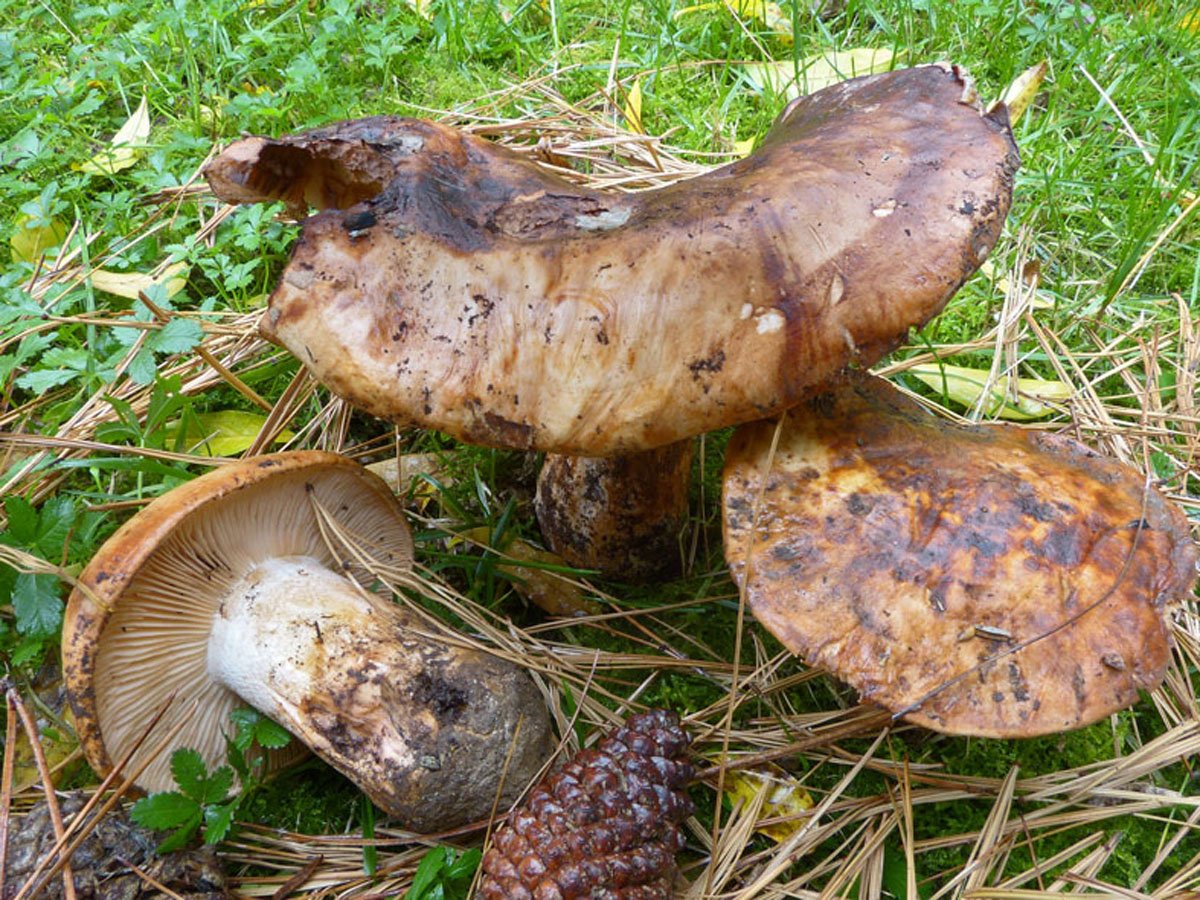 грибы саратовской области фото и название съедобные