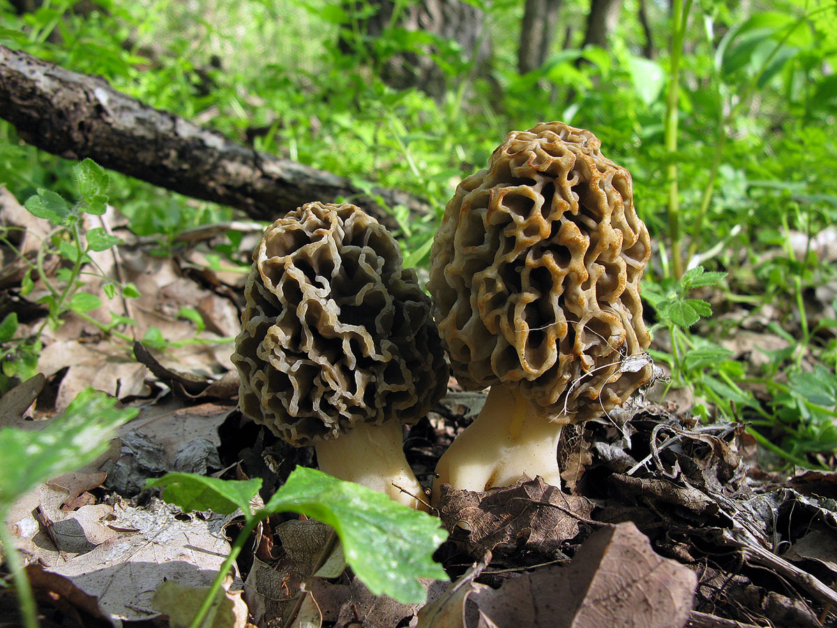 Как выглядят грибы сморчки фото съедобные и несъедобные грибы
