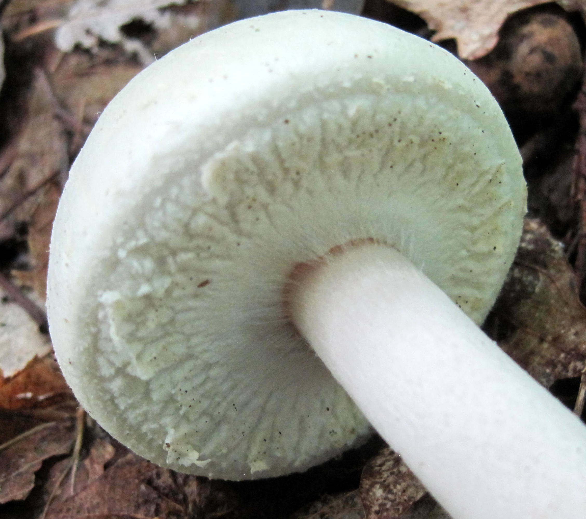 Шампиньон перелесковый гриб