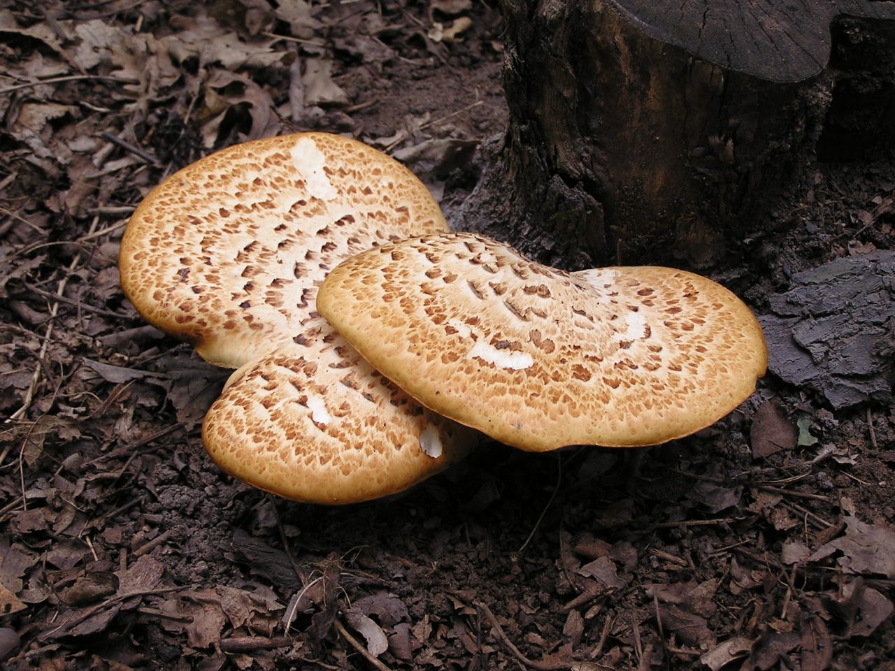грибы растущие на деревьях съедобные фото