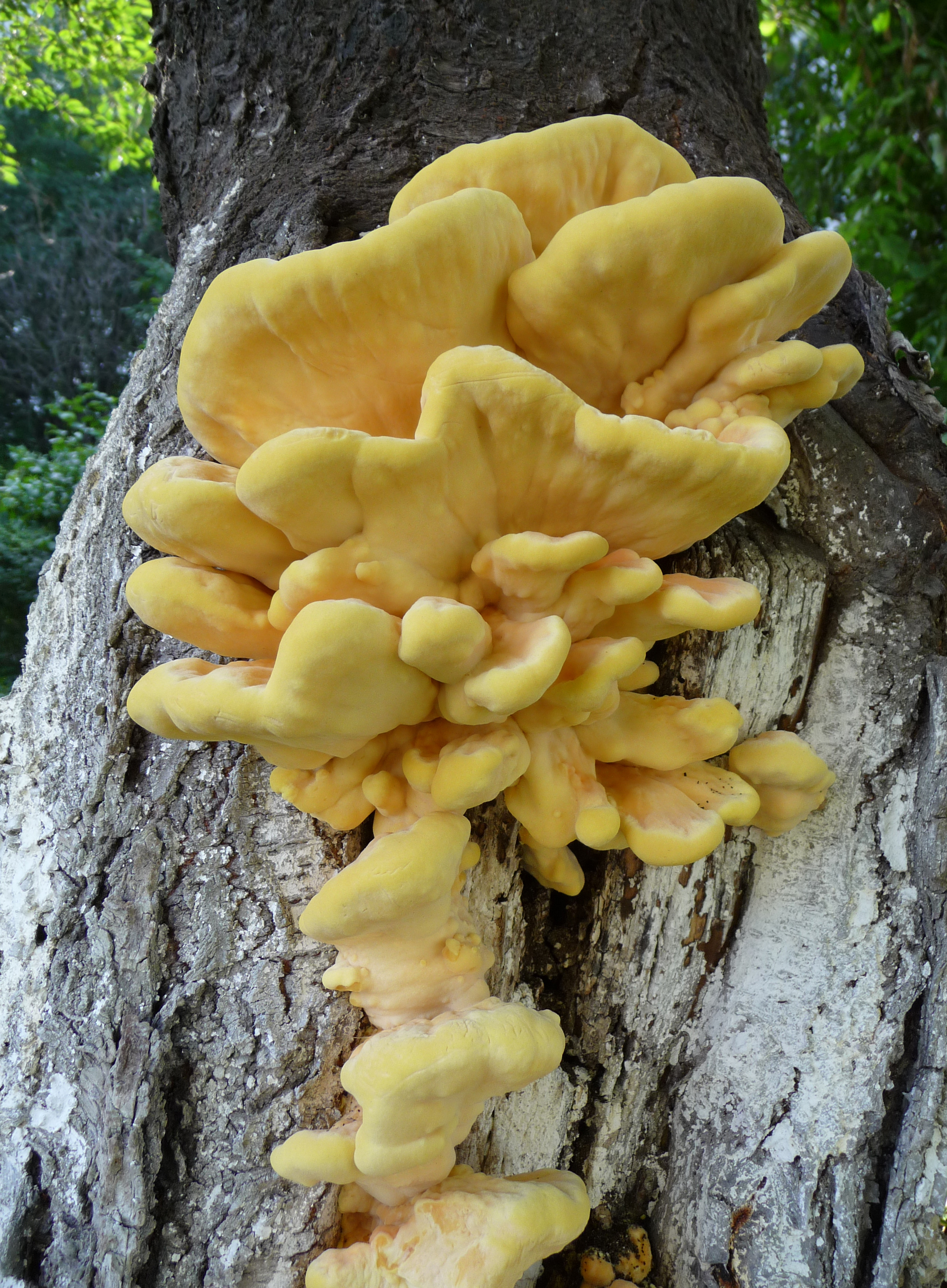 грибы растущие на деревьях съедобные фото