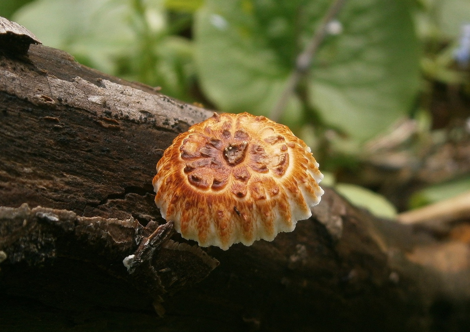 Съедобные грибы на дереве фото и названия