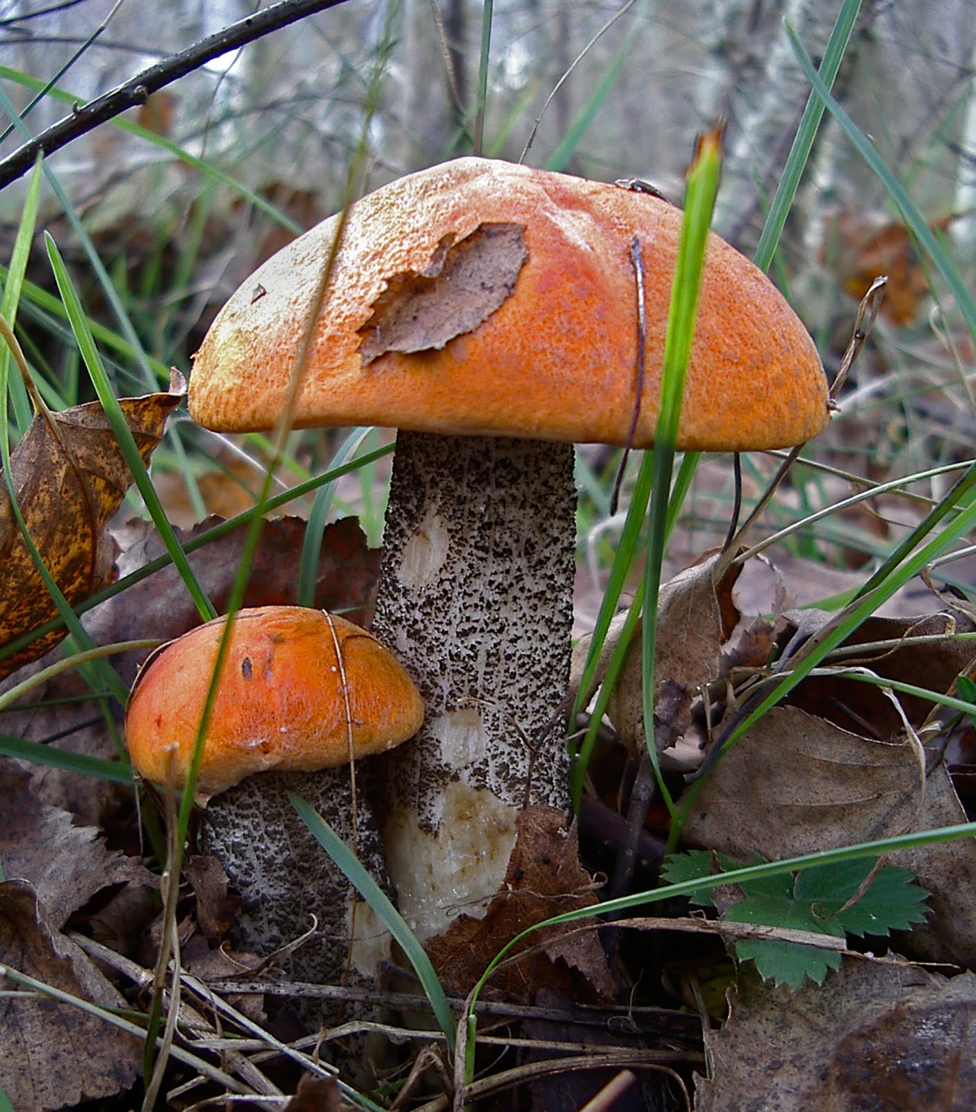 Съедобные грибы Забайкалья