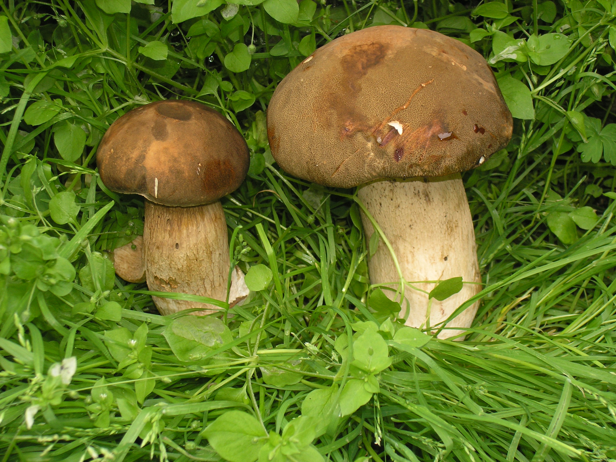 Съедобные грибы Приморского края