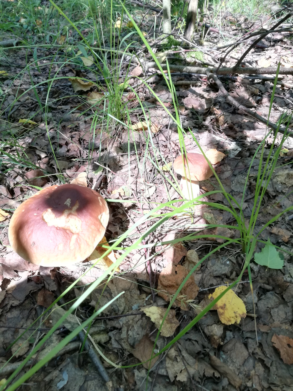 Съедобные грибы Астраханской области