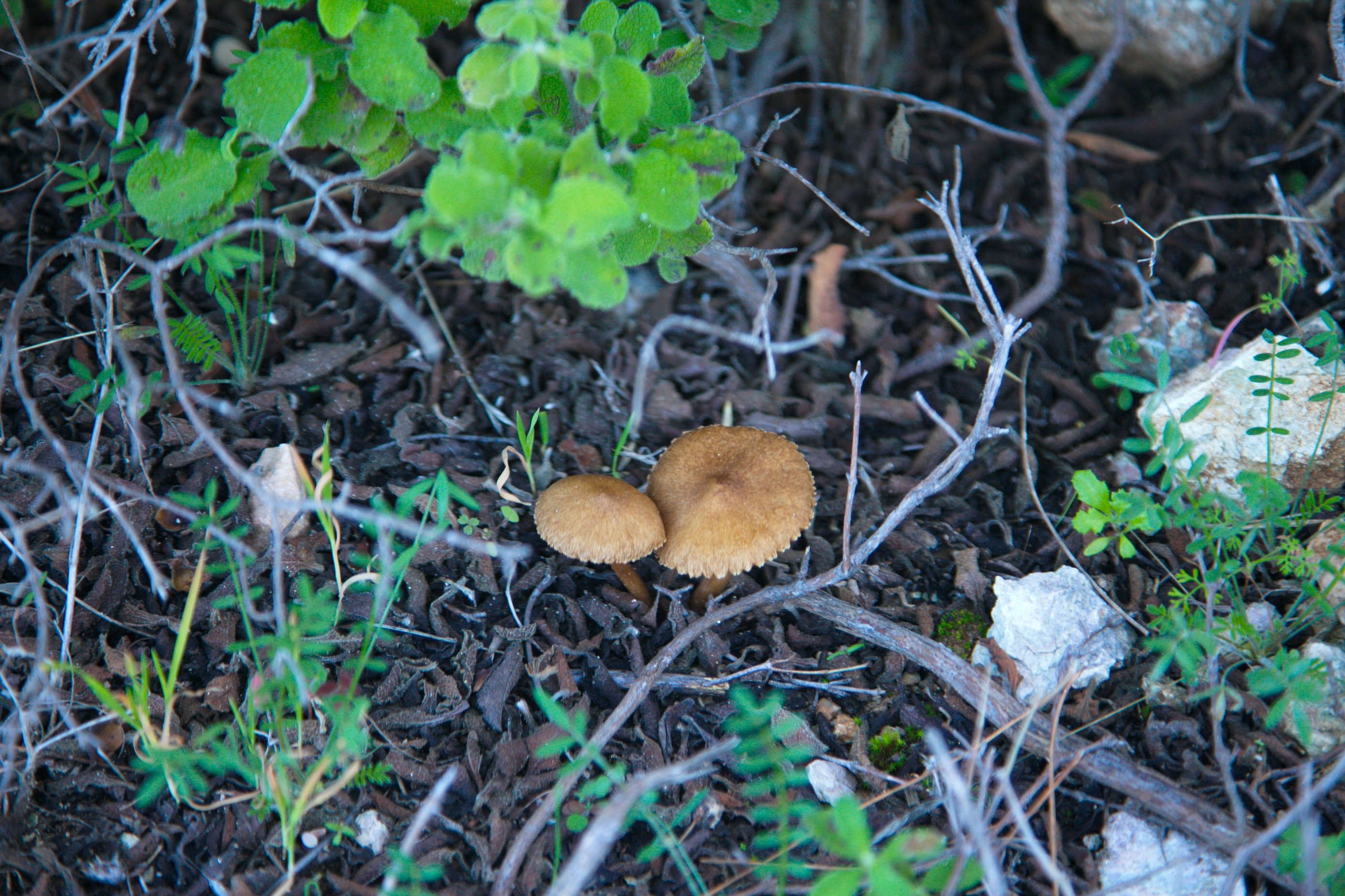 Съедобные грибы Камчатки