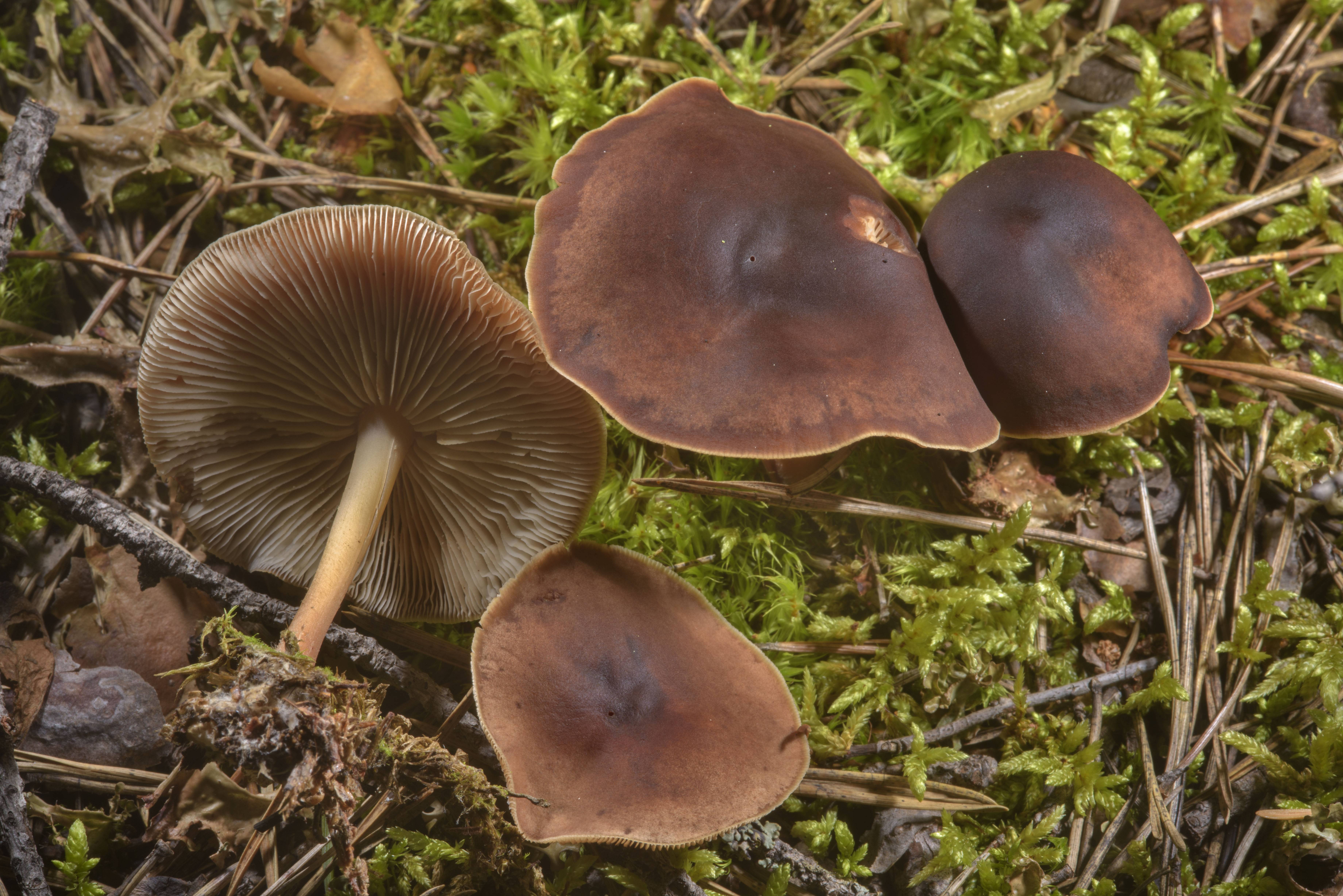 серые грибы фото и их названия