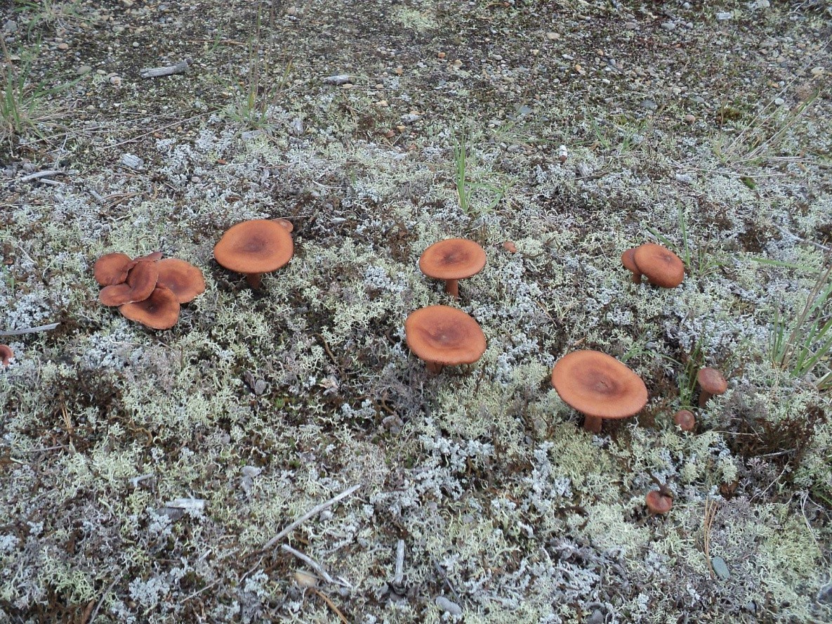 Съедобные грибы Хабаровского края