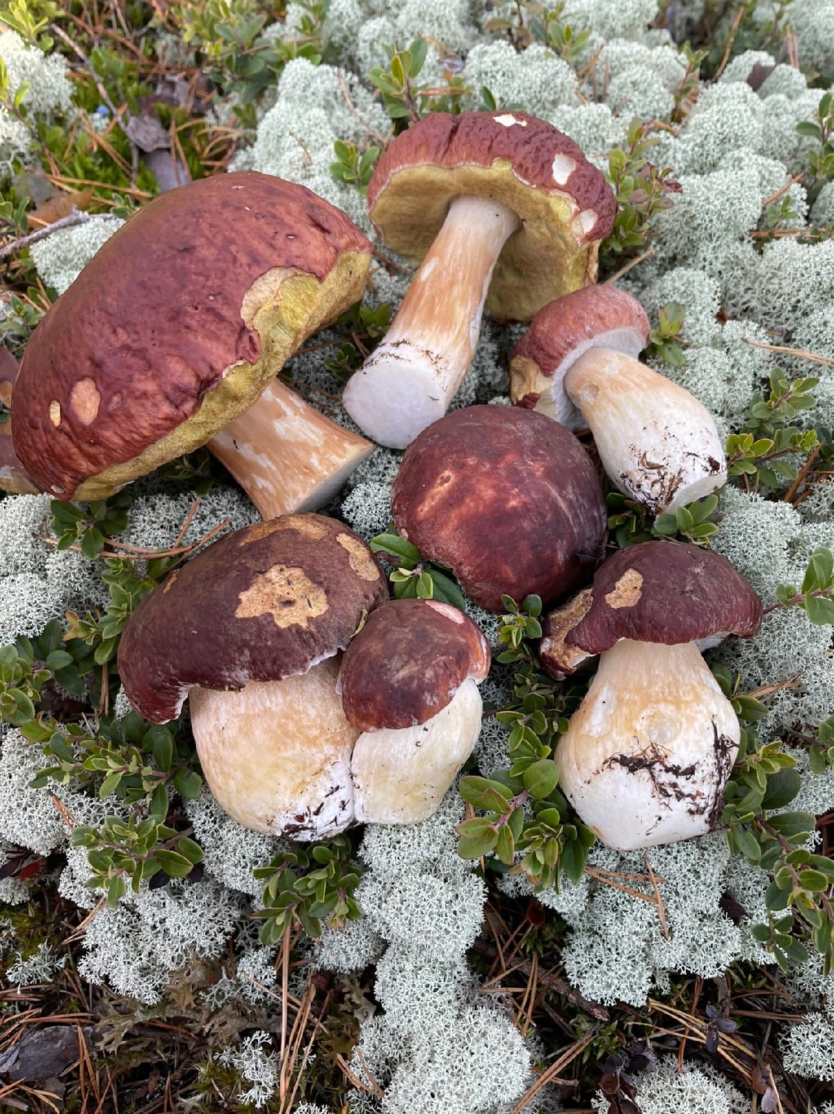 Сорт грибов съедобных