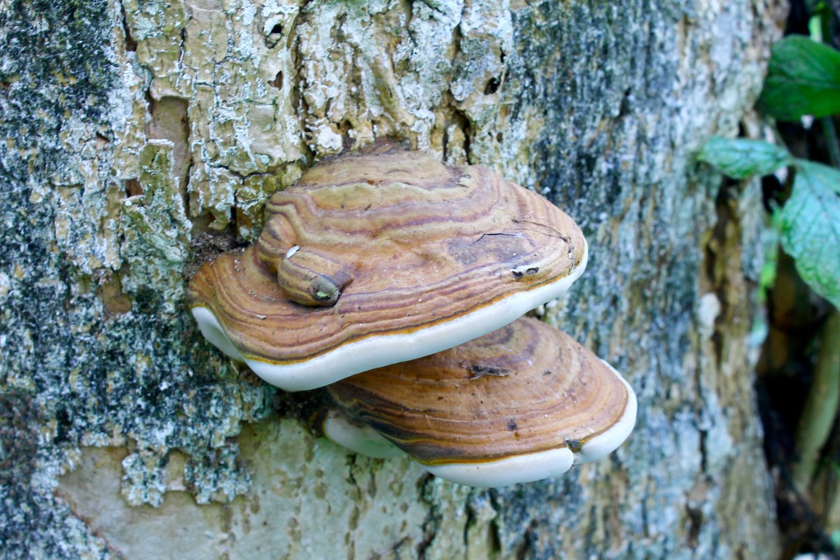 Виды древесных грибов с фото и названиями