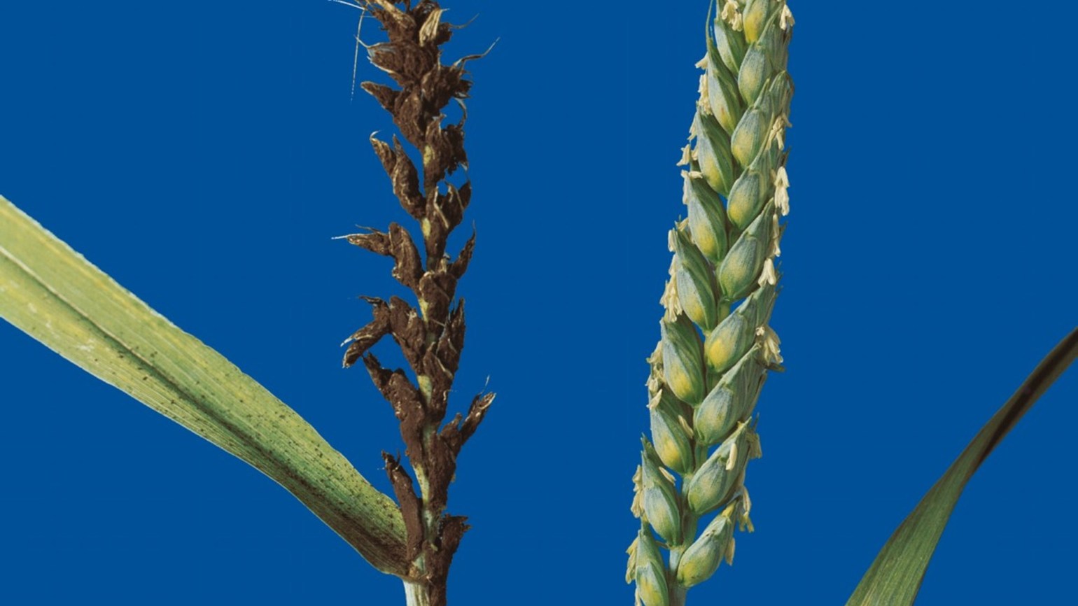 Пыльная Головня пшеницы