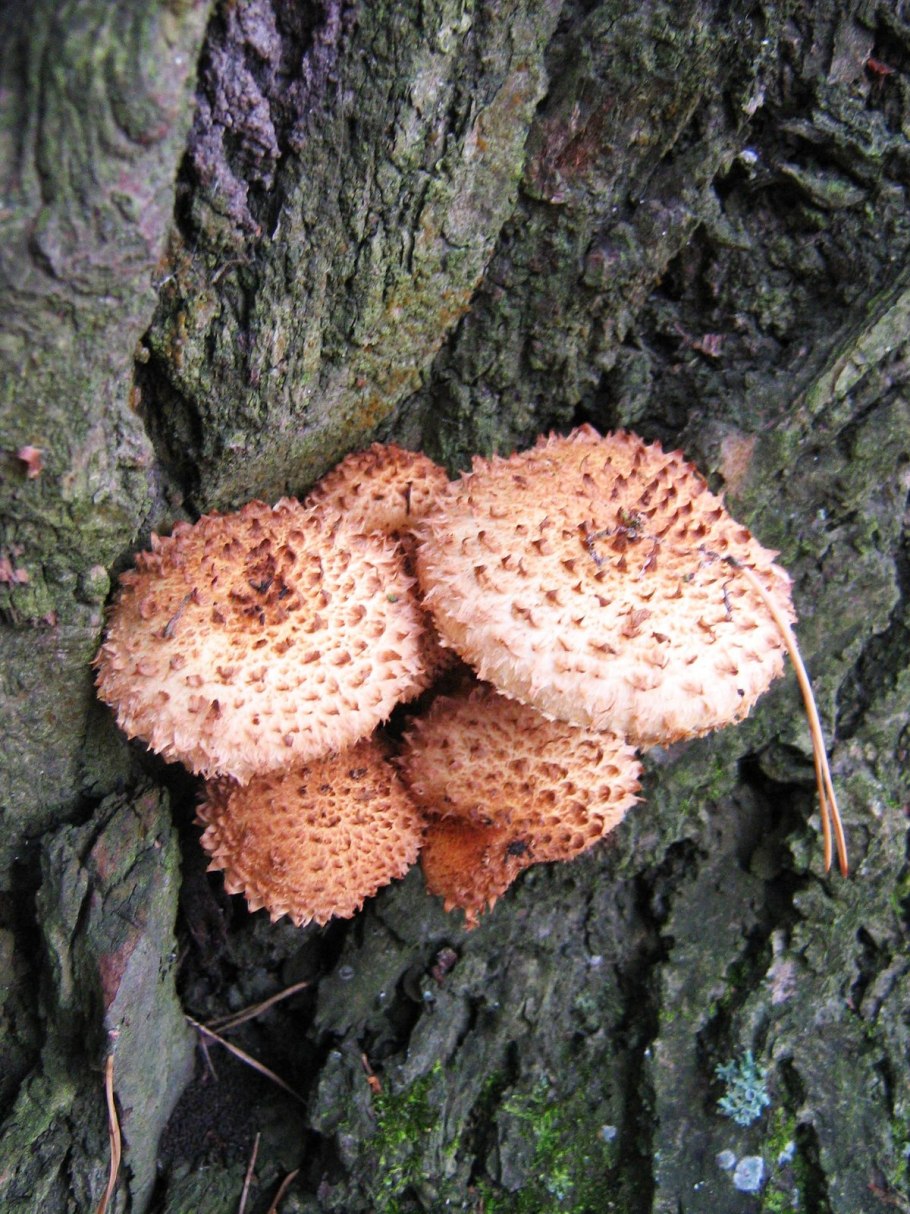 Съедобные грибы Бузулукского Бора