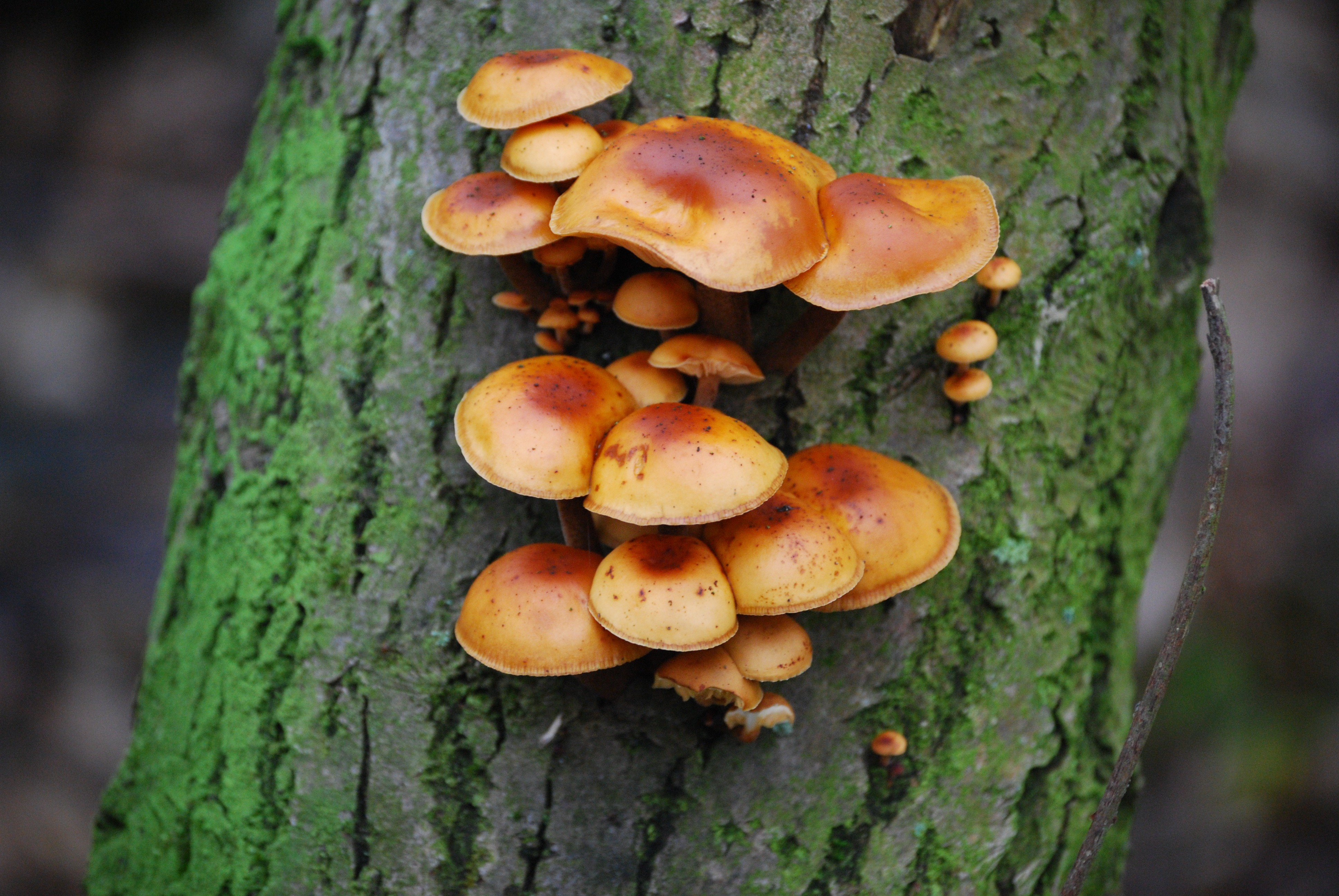 Оранжевые грибы на деревьях фото и их названия и значение