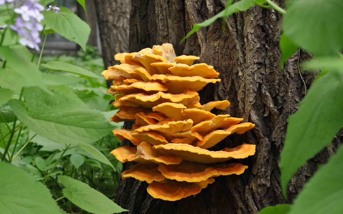 Какие грибы растут на деревьях и какие съедобные фото