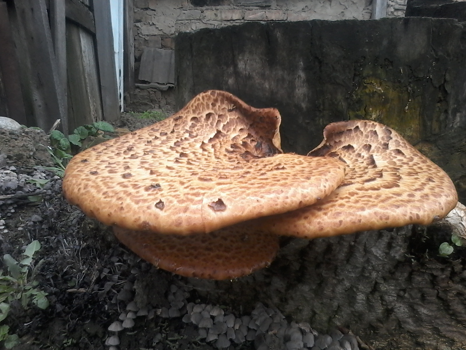 Съедобные грибы на дереве фото и названия
