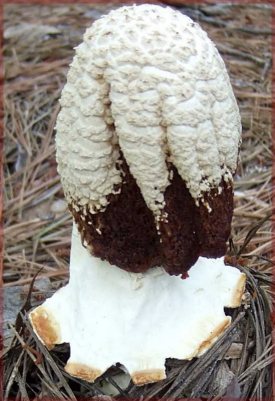 Сморчки грибы поганки
