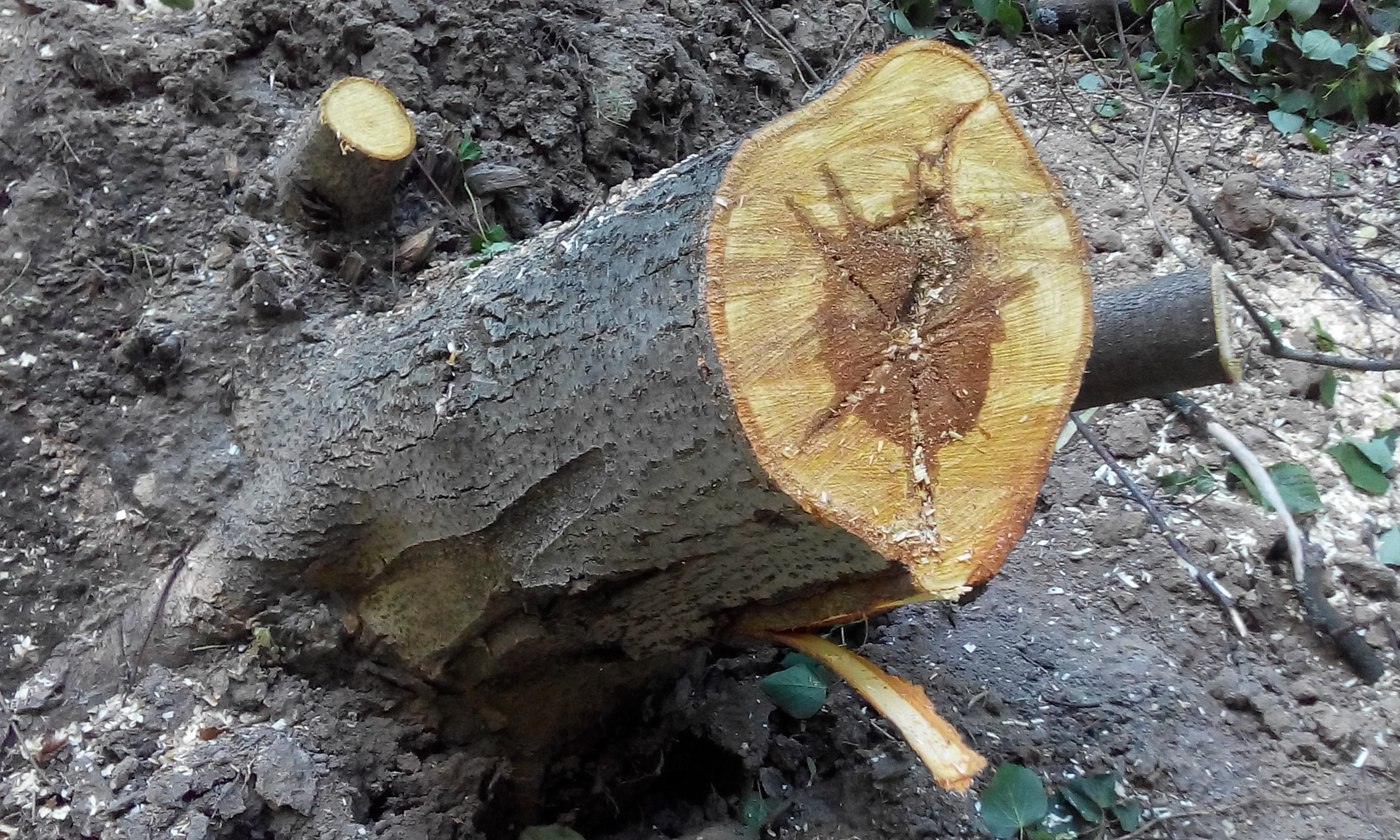 Бурая трещиноватая гниль древесины