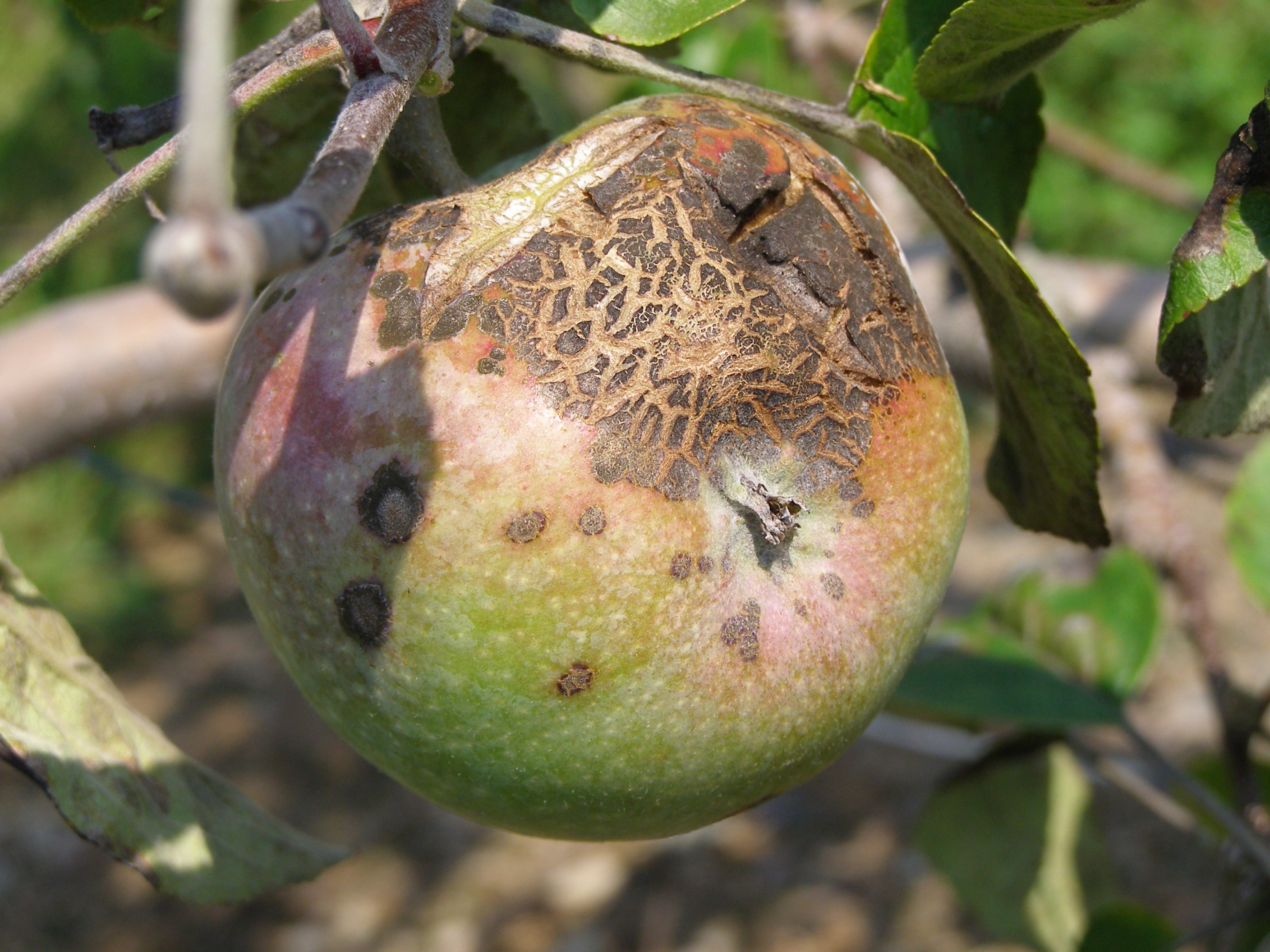 Болезни яблони весной и борьба с ними фото что это за болезнь