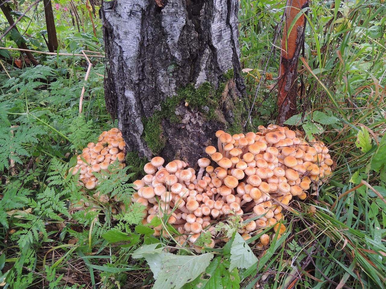 Опята грибы Удмуртии