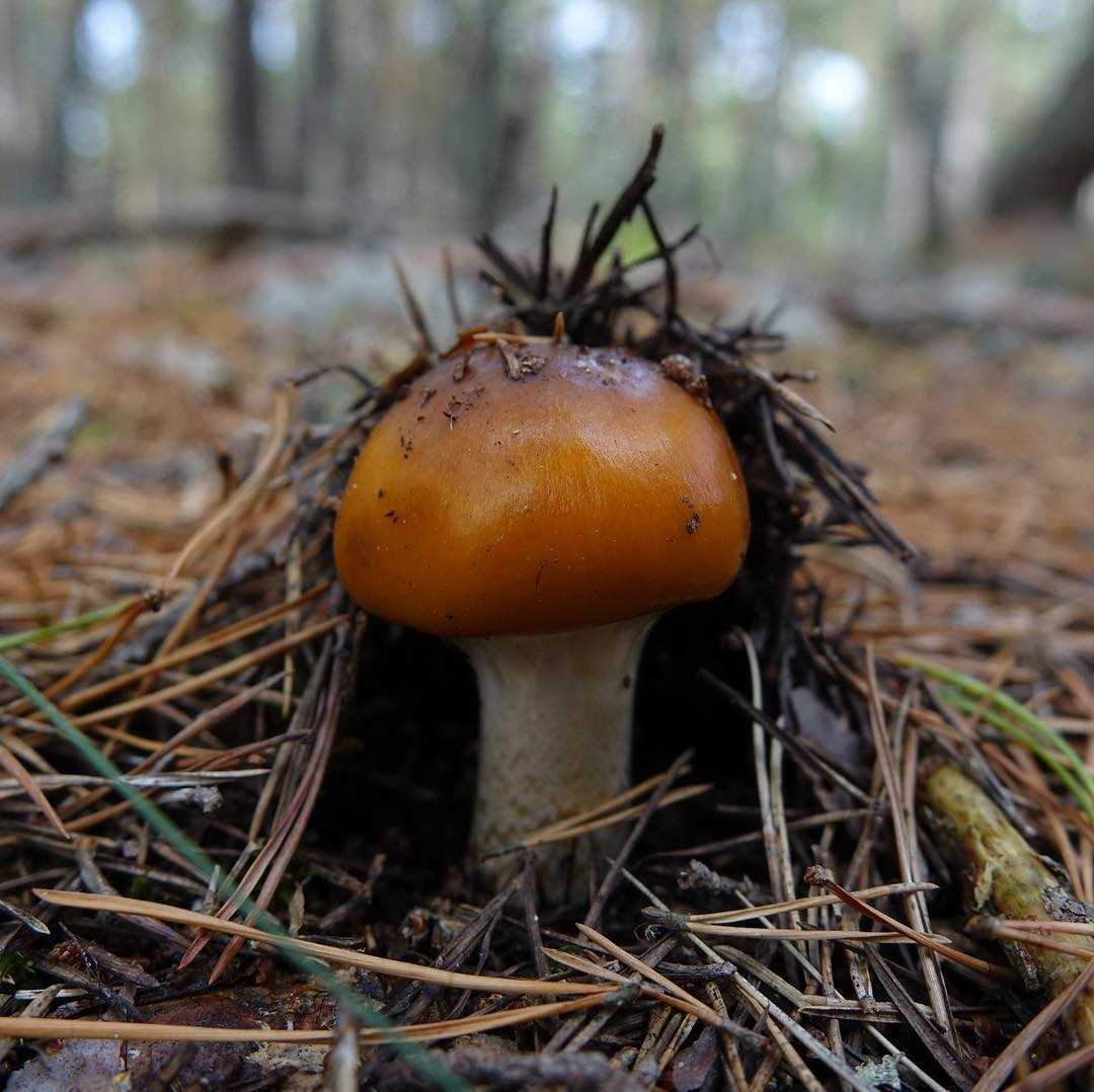 Лесной паутинник гриб