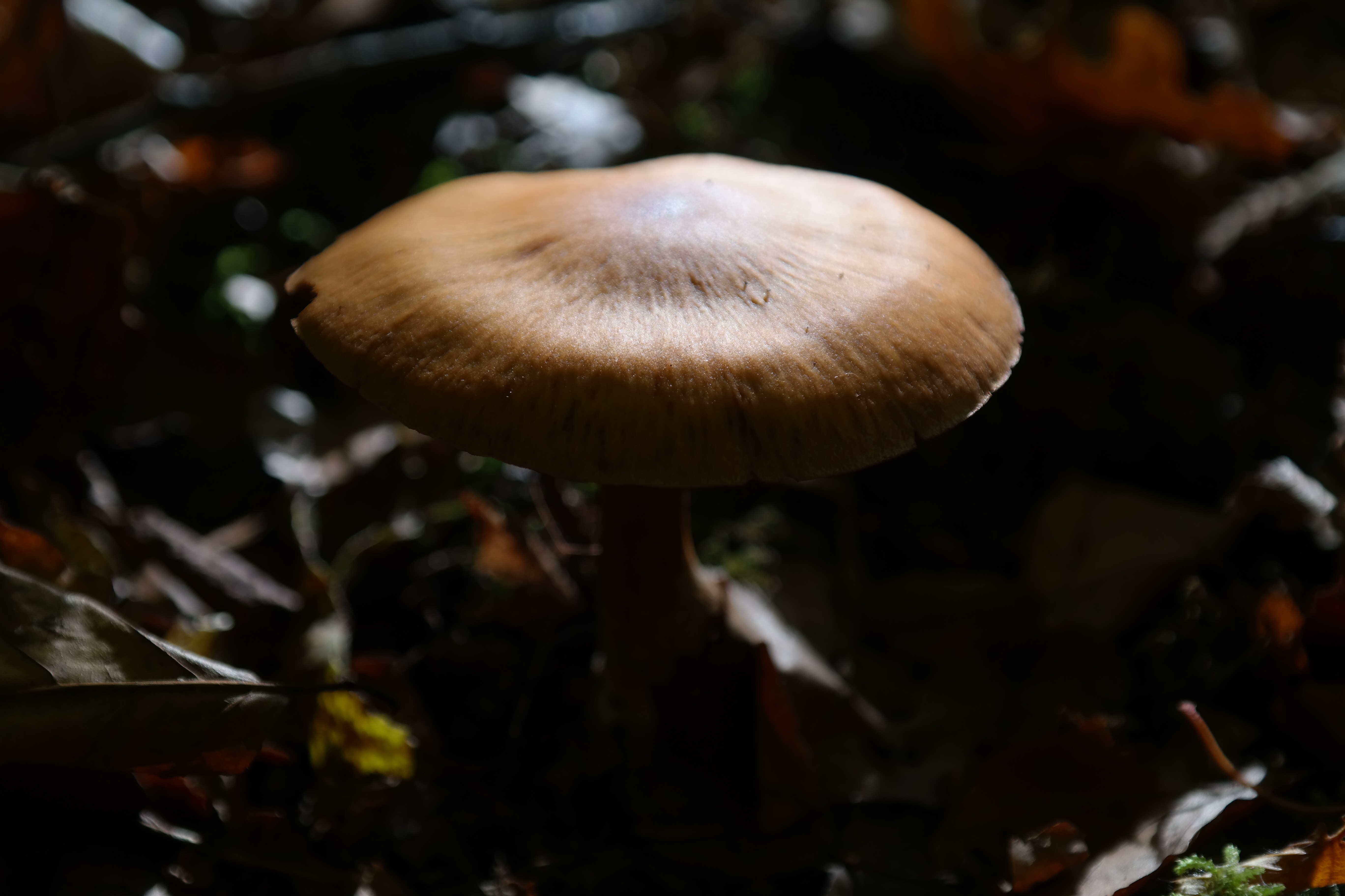 Паутинник гриб осень