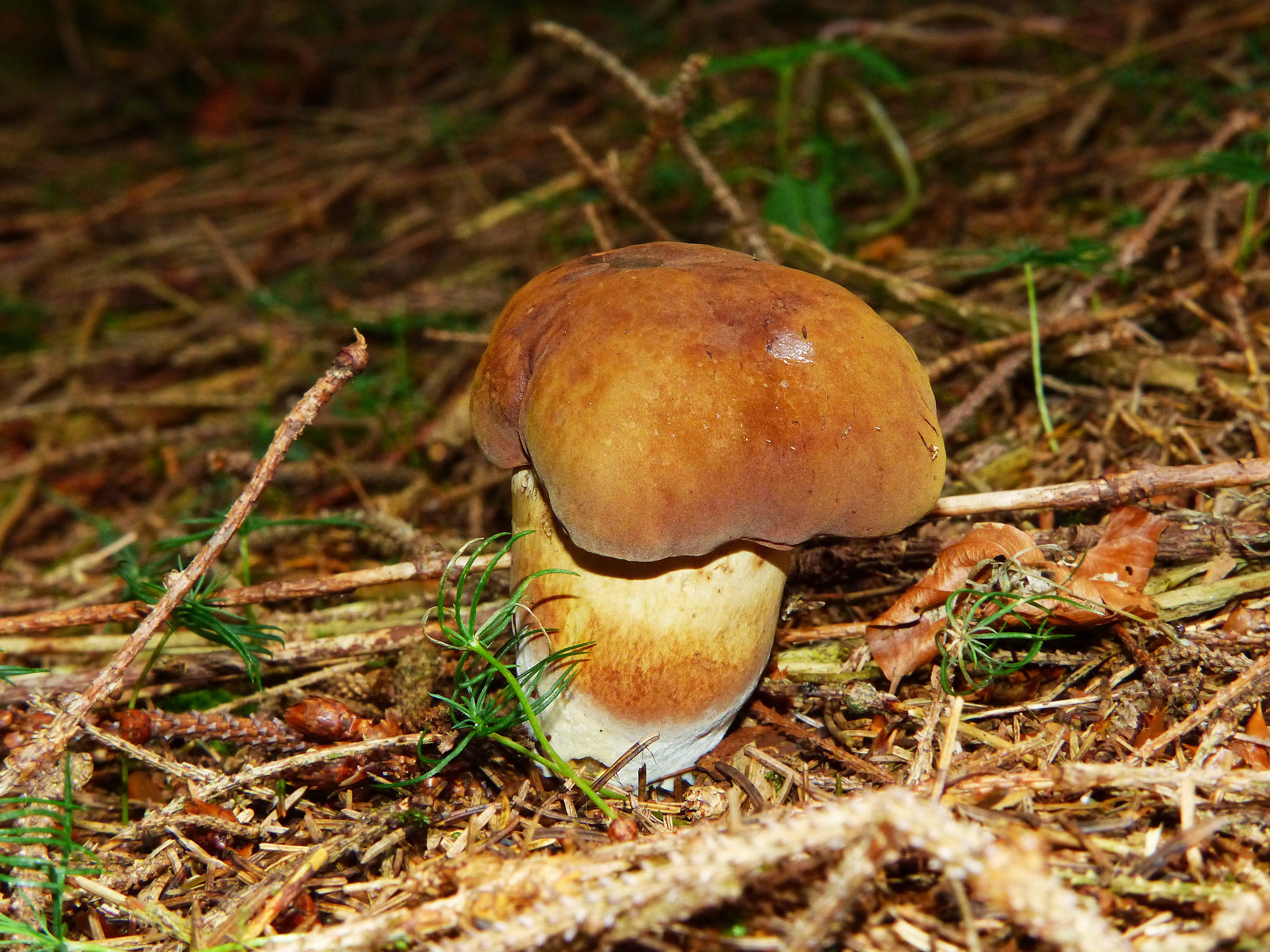 Съедобные грибы с коричневой шляпкой