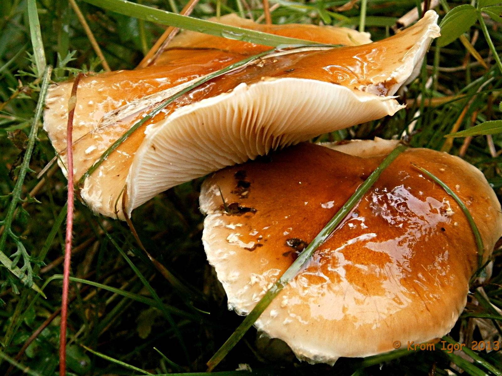 Слизистые грибы. Чешуйчатка слизистая Pholiota lubrica. Гриб чешуйчатка слизистая. Фолиота лубрика. Гриб слизистая шляпка.