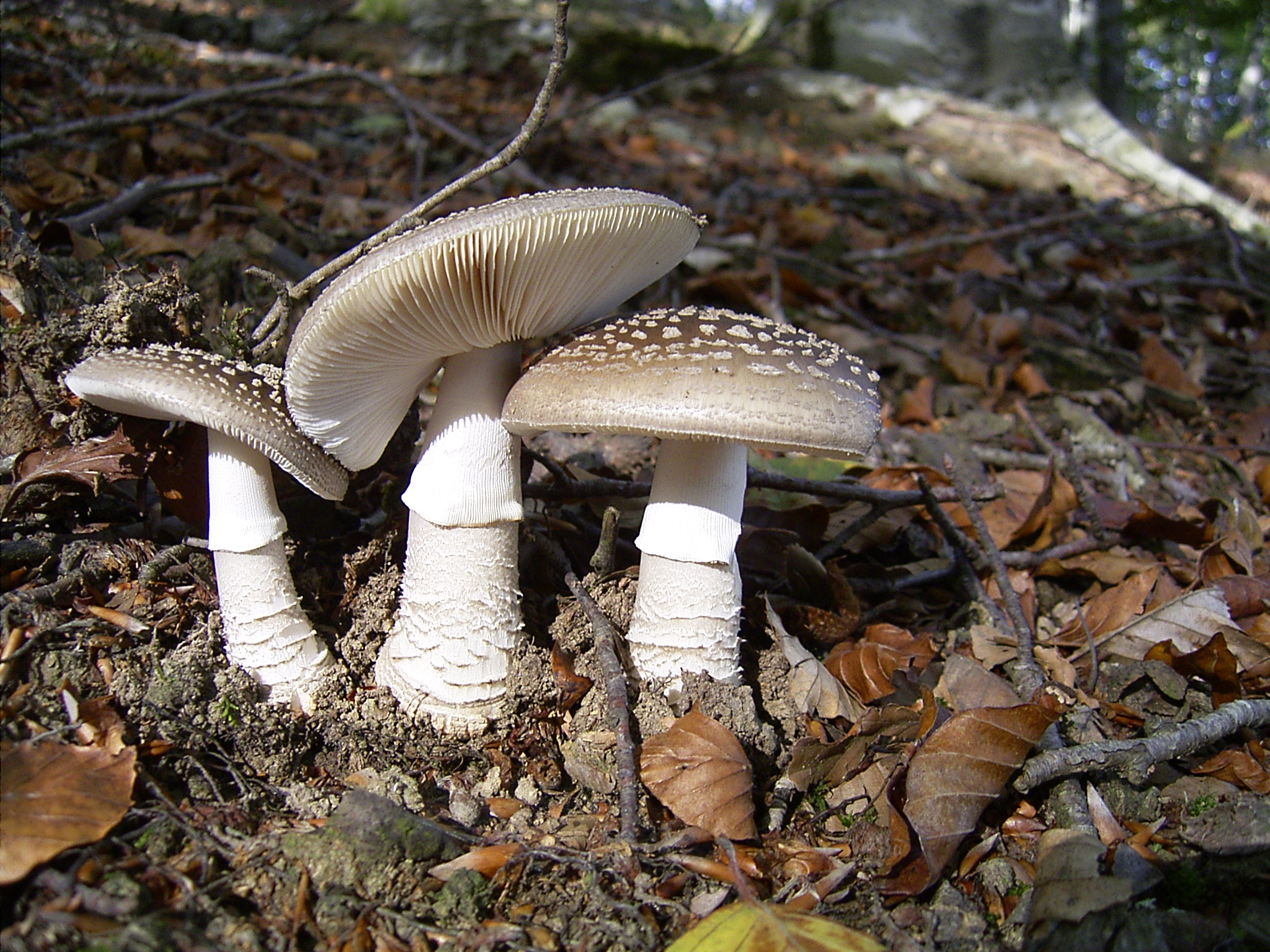 Какие грибы похожи на поганки. Зонтик пёстрый Macrolepiota procera. Гриб зонтик поганка. Белый пантерный мухомор. Белая поганка.