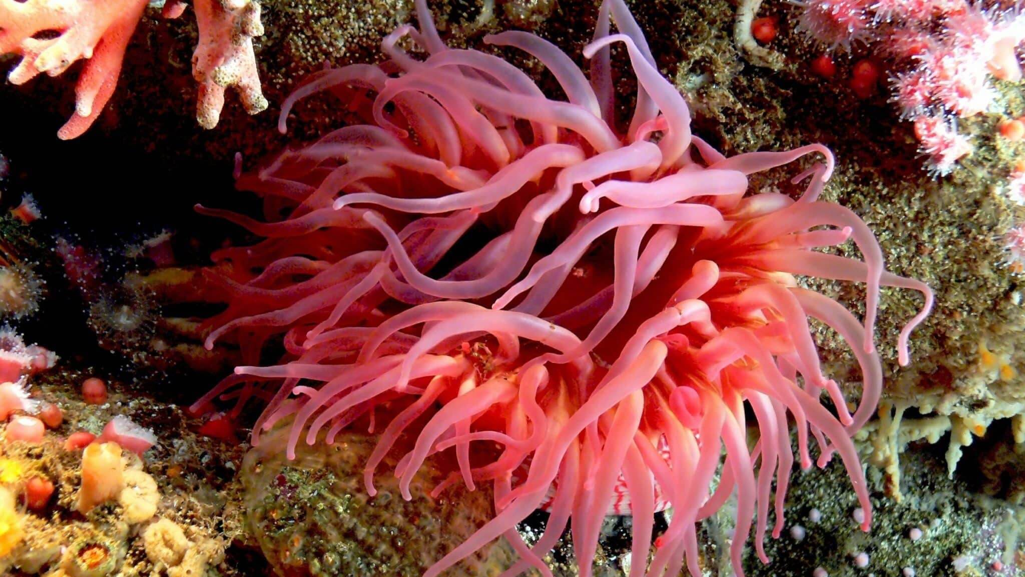 Где находится морской гриб. Анемоны актинии. Актинии Карибского моря. Гриб морской анемон (морская звезда). Скелет актинии.